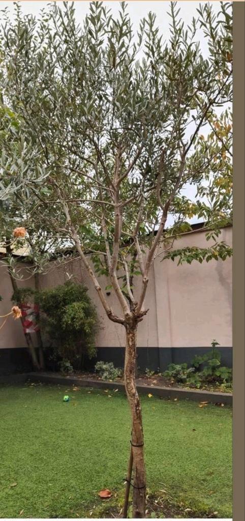 Olijfboom 250-300cm - Prachtige aanwinst!, Tuin en Terras, Planten | Bomen, Olijfboom, 250 tot 400 cm, Volle zon, Lente, In pot