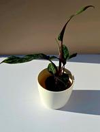 Apoballis acuminatissima ‘Lavallaei’ – babyplant, Huis en Inrichting, Ophalen of Verzenden, Overige soorten, Minder dan 100 cm