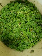 Salvinia drijfplanten, Dieren en Toebehoren, Ophalen