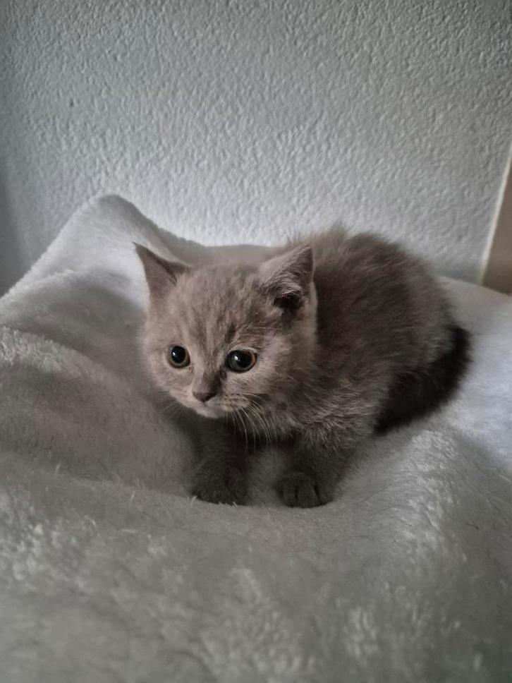 Britse korthaar😻, Dieren en Toebehoren, Katten en Kittens | Raskatten | Korthaar, Meerdere dieren, 0 tot 2 jaar, Gechipt, Ontwormd