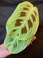 Maranta Light Veins, Huis en Inrichting, Kamerplanten, Ophalen of Verzenden, Halfschaduw, Minder dan 100 cm