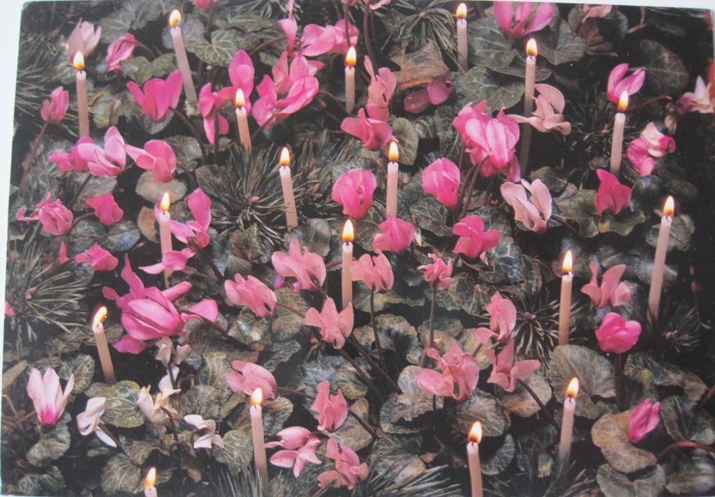 Voor het kind - kaarsen tussen cyclamen 1991 - nieuw, Verzenden, 1980 tot heden, Ongelopen, Overige thema's