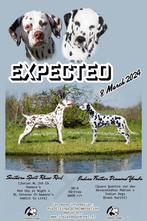 Dalmatiërpups met Stamboom, Dieren en Toebehoren, Honden | Beagles, Bassets en Lopende honden, CDV (hondenziekte), Meerdere, 8 tot 15 weken