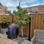 Oude Perenboom c.a 3 meter hoog in wijnvat conference Peren, Tuin en Terras, Ophalen, Halfschaduw, Overige soorten