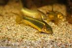 GEZOCHT Coridoras Peru gold stripe, Dieren en Toebehoren, Vissen | Aquariumvissen, Zoetwatervis, Schoolvis, Vis