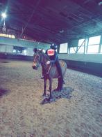 Verzorg ponytjee gezocht, Dieren en Toebehoren, Verzenden, Zo goed als nieuw