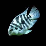 koppel 10cm bleu parrot cichlide te koop, Dieren en Toebehoren, Vissen | Aquariumvissen, Vis, Zoetwatervis