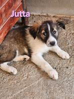 Pup Jutta zoekt baasje, Dieren en Toebehoren, Honden | Niet-rashonden, Particulier, Rabiës (hondsdolheid), 8 tot 15 weken, Buitenland