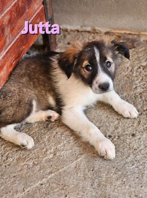 Pup Jutta zoekt baasje, Dieren en Toebehoren, Honden | Niet-rashonden, Klein, Meerdere dieren, Particulier, Meerdere, Buitenland