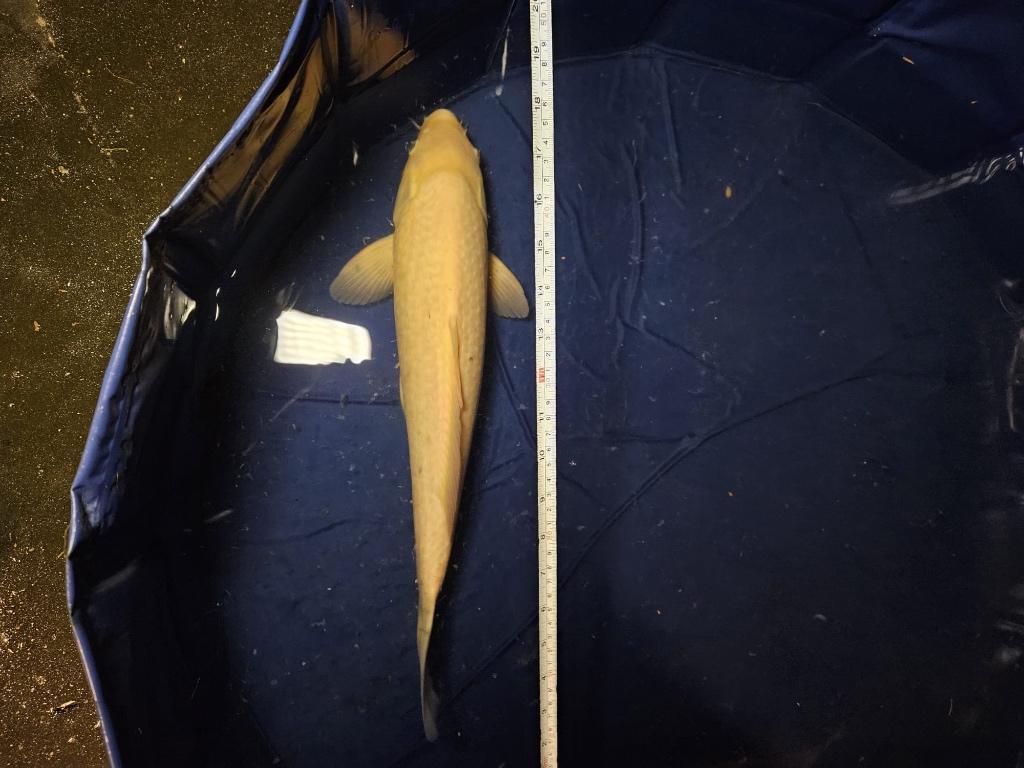 karashigoi Japanse koi, Dieren en Toebehoren, Vissen | Vijvervissen, Karper of Koi