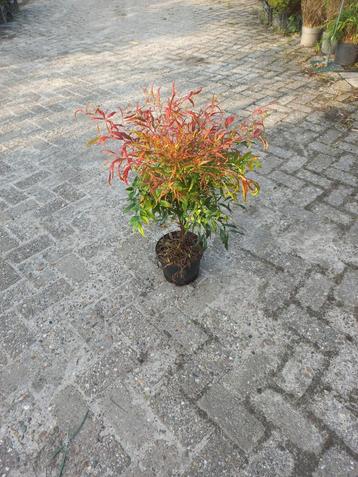 Nandina - Hemelse Bamboe beschikbaar voor biedingen