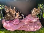 Lieve cyperse kittens te koop, Meerdere dieren, Kortharig, 0 tot 2 jaar