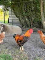 Welsumer haan, Dieren en Toebehoren, Pluimvee, Mannelijk, Kip