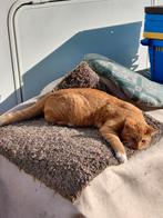 Rode Kater, Dieren en Toebehoren, Katten en Kittens | Overige Katten, Kater, 0 tot 2 jaar