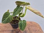 Philodendron Splendid p12 (4), Huis en Inrichting, Kamerplanten, Ophalen of Verzenden, Halfschaduw, Minder dan 100 cm