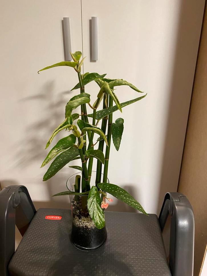 Begonia Corallina Stekken - Ongeworteld, Huis en Inrichting, Kamerplanten, Overige soorten, Minder dan 100 cm, Bloeiende kamerplant