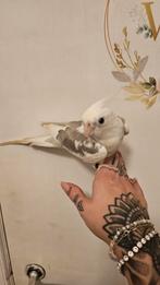 Valkparkieten Tam, Huizen en Kamers