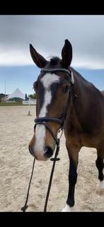 bijrijder gezocht, Dieren en Toebehoren, Paarden en Pony's | Overige Paardenspullen, Ophalen, Nieuw, Recreatie
