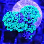 Euphyllia grafted 4 koppen, Dieren en Toebehoren, Ophalen of Verzenden, Zo goed als nieuw