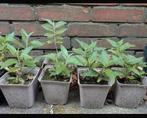 Vlinderstruik stekjes, Volle zon, Vaste plant, Zomer, Ophalen