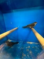 1-1 St. Helena Fazantje, Dieren en Toebehoren, Vogels | Overige Vogels, Meerdere dieren, Tropenvogel, Geringd