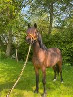 Prachtige 2 - jarige Welsh met stamboom, C pony (1.27m tot 1.37m), 0 tot 2 jaar, Met stamboom, Ruin