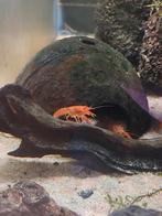 Mexicaanse dwergkreeften - CPO, Dieren en Toebehoren, Kreeft, Krab of Garnaal, Zoetwatervis