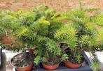 Nordmann spar, Abies Nordmanniana, 20cm, Tuin en Terras, Bloeit niet, Overige soorten, Minder dan 100 cm, Ophalen