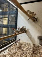 Spitsstaartamadine Topaas  I Veel keuze uit tropische vogels, Dieren en Toebehoren, Vogels | Kanaries, Meerdere dieren, Kleurkanarie