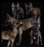 Wolfhond puppy's, Particulier, Rabiës (hondsdolheid), Meerdere, Poolhond