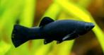 black molly jongen 10 stuks 7.5euro, Vis