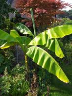 tuinplanten 2 vaste bananan planten groot winter hard, Vaste plant, Bloeit niet, Halfschaduw, Ophalen