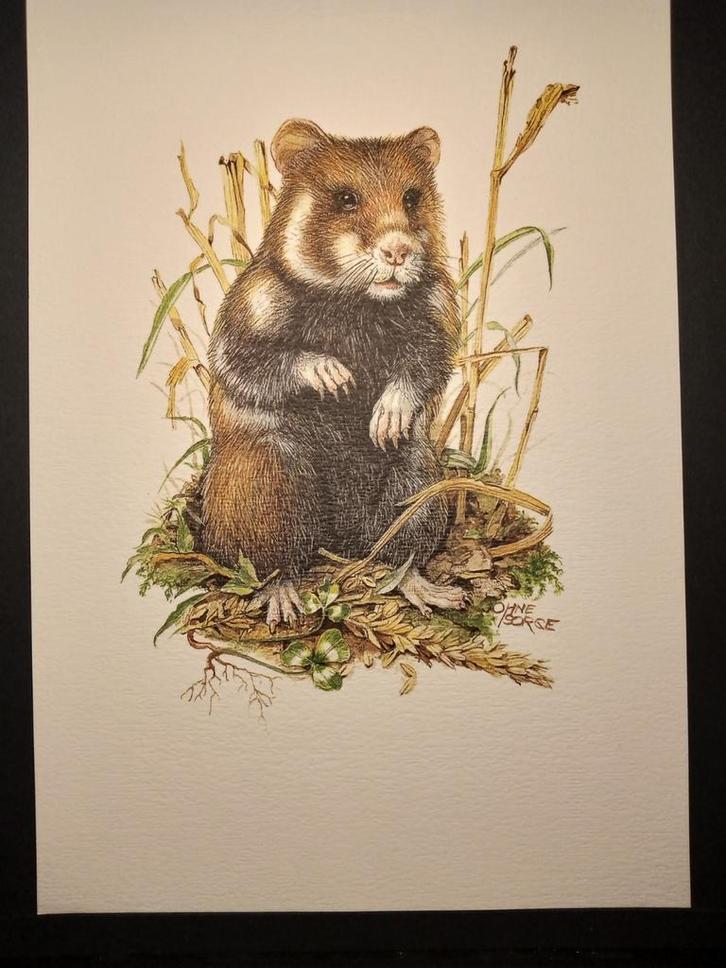 Hamster, Verzamelen, Foto's en Prenten, Zo goed als nieuw, Prent, Dier, 1980 tot heden, Verzenden