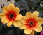 Dahlia Moonfire (of ruilen), Ophalen, Voorjaar, Volle zon, Knol