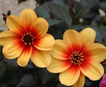 Dahlia Moonfire (of ruilen) beschikbaar voor biedingen