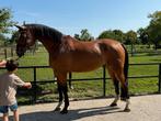SUPER LIEVE 9 JARIGE RECREATIE PROJECT RUIN TE KOOP., Dieren en Toebehoren, Gechipt, Springpaard, Ruin, Niet van toepassing