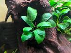 Anubias nana ‘Petite’, Ophalen of Verzenden, Nieuw, Plant(en), Steen of Hout