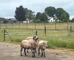 Black belly Barbados schapen, Meerdere dieren, Schaap