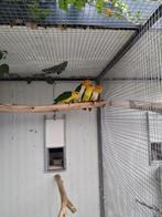 Witbuikcaique, Dieren en Toebehoren, Mannelijk, Papegaai, Geringd