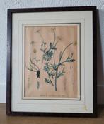 Oude botanische print 'Anthemis Ruthenica' in mahonie lijst, Antiek en Kunst, Kunst | Litho's en Zeefdrukken, Ophalen of Verzenden