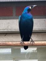 0-1 purperglansspreeuw, Dieren en Toebehoren, Vogels | Overige Vogels, Vrouwelijk, Geringd