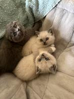 Britse kortharen, Dieren en Toebehoren, Katten en Kittens | Overige Katten, Meerdere dieren, Kortharig, 0 tot 2 jaar