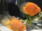 Parrot Cichlid, Dieren en Toebehoren, Vissen | Aquariumvissen, Vis