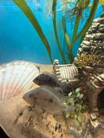 Vuurkeel chiclide ( man ) gezocht, Dieren en Toebehoren, Vissen | Aquariumvissen, Vis, Zoetwatervis