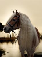 Fotoshoot, Ophalen of Verzenden
