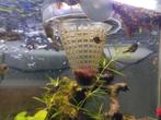 Dwergkogelvisje, Dieren en Toebehoren, Vissen | Aquariumvissen, Vis, Zoetwatervis