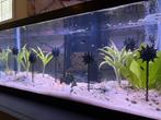 Aquarium Decoratie – Drijvende Zeemijn, Ophalen of Verzenden, Plant(en), Steen of Hout