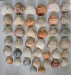 Verzameling schelpen/fossielen Hartschelpen- Cardiidaek, Ophalen of Verzenden