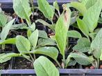 Smeerwortel Bocking 14 plantjes voor 1 euro !!, Tuin en Terras, Planten | Tuinplanten, Ophalen, Bodembedekkers, Volle zon, Vaste plant