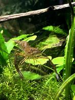 Roodschaargarnalen / schokogarnaal (Macrobrachium dayanum), Dieren en Toebehoren, Kreeft, Krab of Garnaal, Zoetwatervis, Schoolvis
